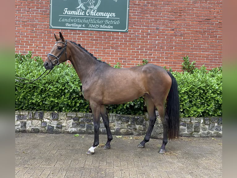 Hanovrien Jument 3 Ans 165 cm Bai brun in Minden