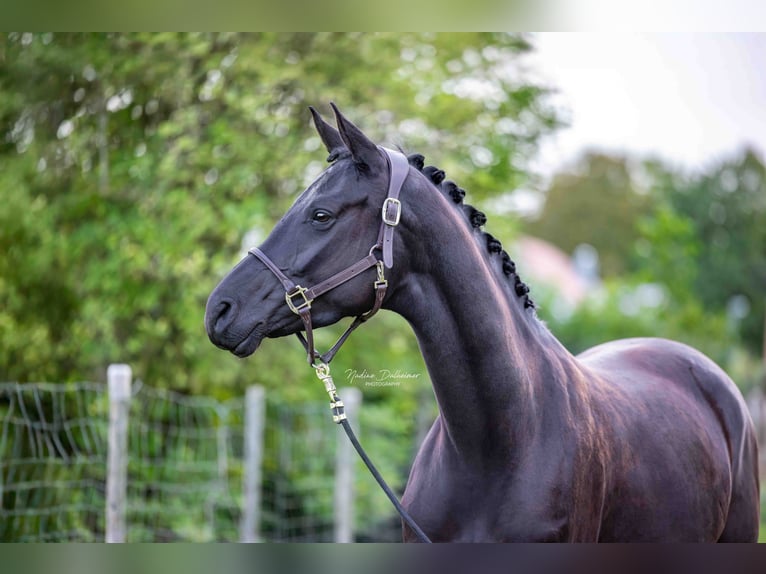 Hanovrien Jument 3 Ans 165 cm Bai brun foncé in Essenheim