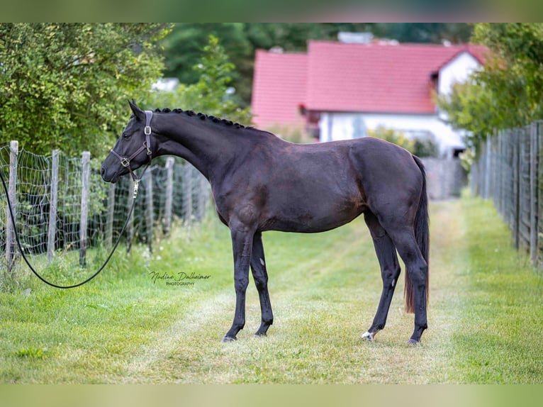 Hanovrien Jument 3 Ans 165 cm Bai brun foncé in Essenheim