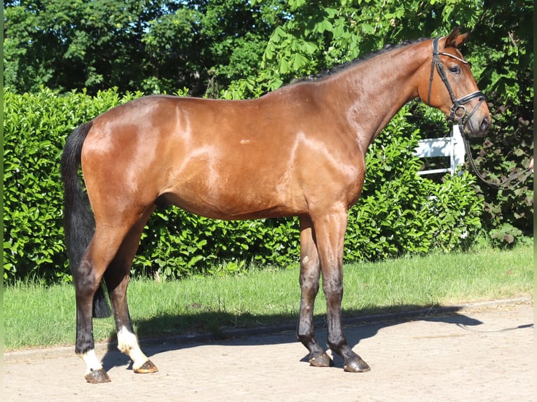Hanovrien Jument 3 Ans 165 cm Bai in Selsingen