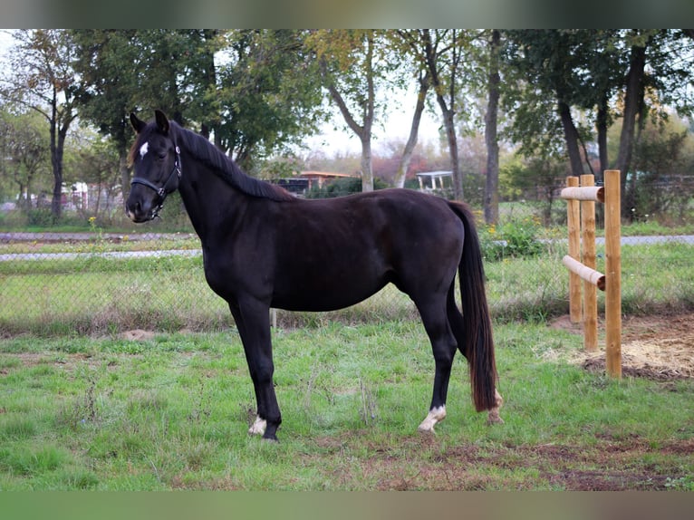 Hanovrien Jument 3 Ans 165 cm Noir in Weiterstadt