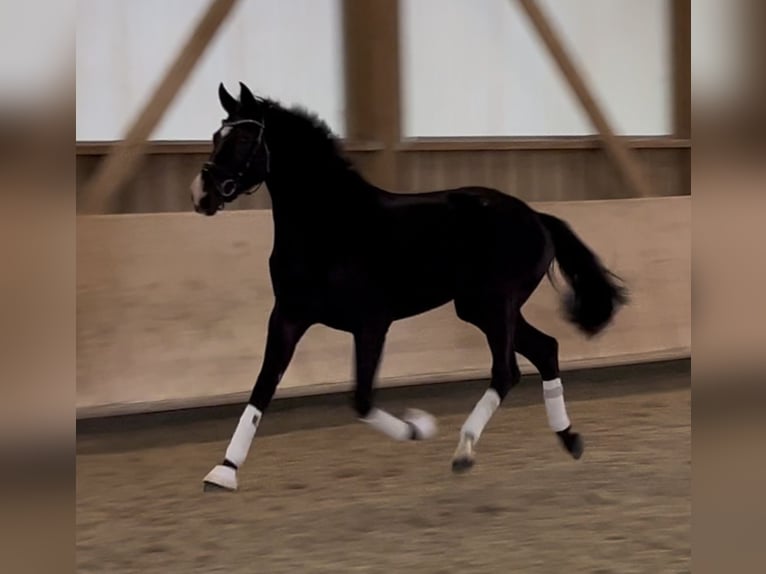 Hanovrien Jument 3 Ans 165 cm Noir in Pfaffenhofen Weiler