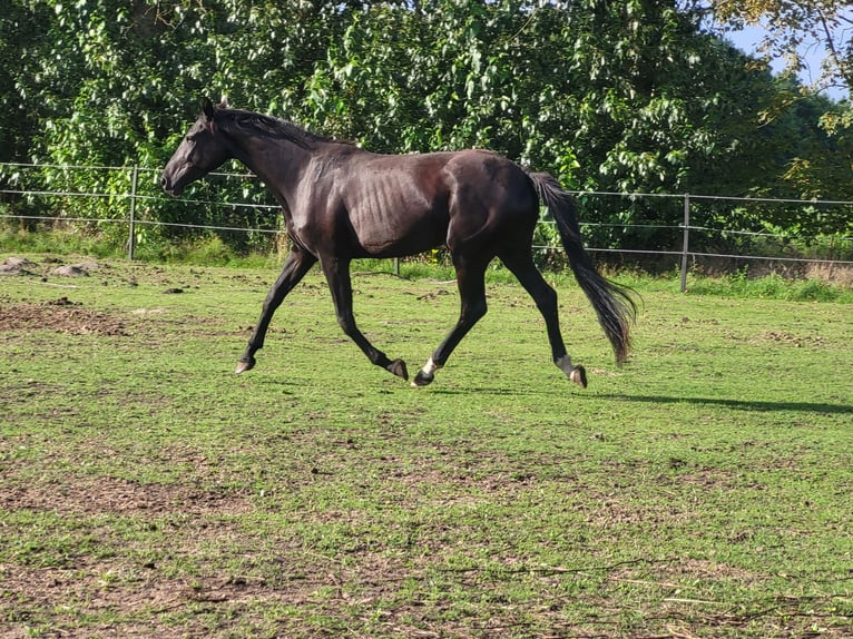 Hanovrien Jument 3 Ans 165 cm Noir in Niendorf
