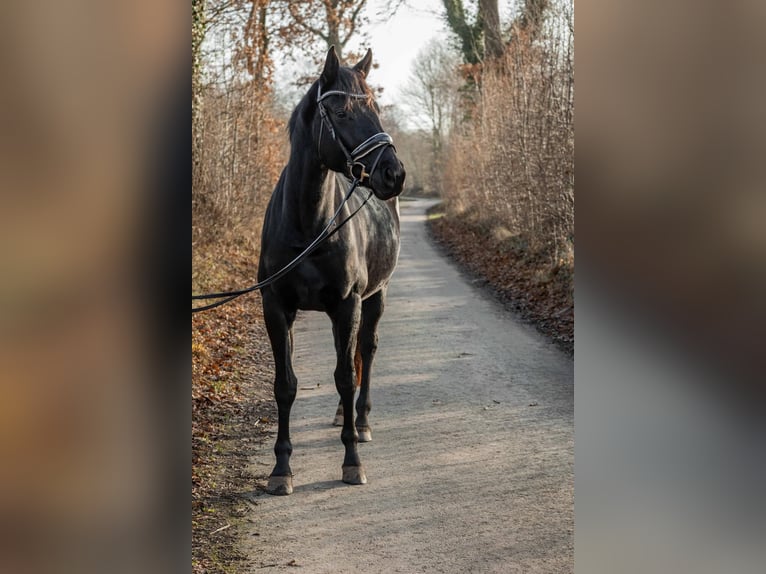 Hanovrien Jument 3 Ans 165 cm Noir in Tornesch
