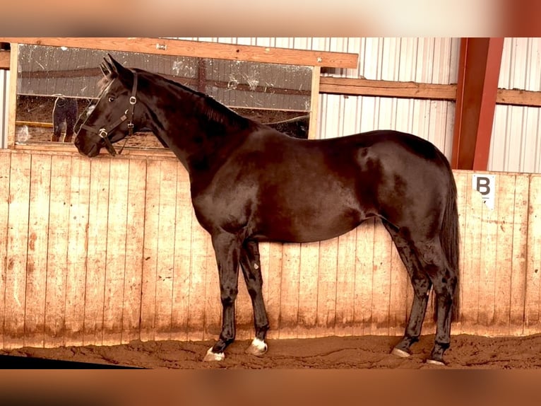 Hanovrien Jument 3 Ans 165 cm Noir in Kirchlinteln