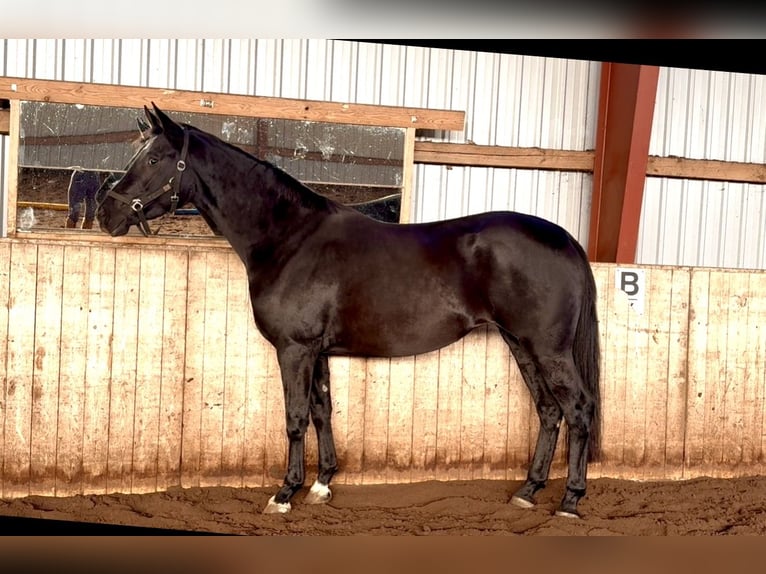 Hanovrien Jument 3 Ans 165 cm Noir in Kirchlinteln