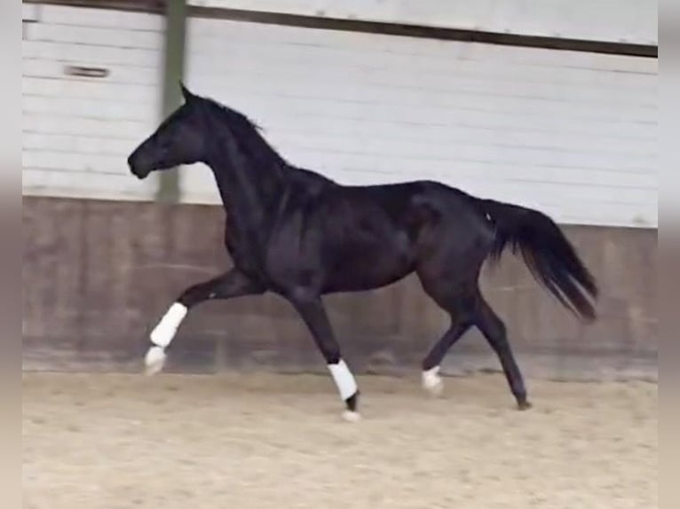 Hanovrien Jument 3 Ans 165 cm Noir in Weeze