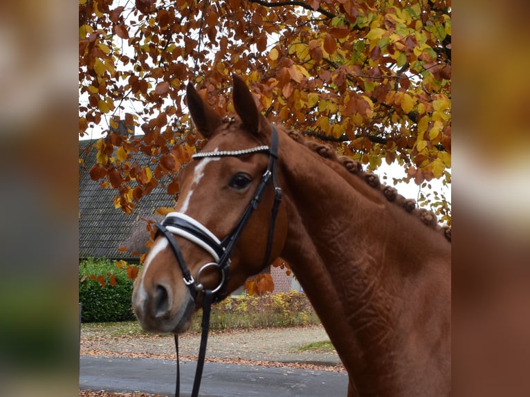 Hanovrien Jument 3 Ans 166 cm Alezan in Fredenbeck