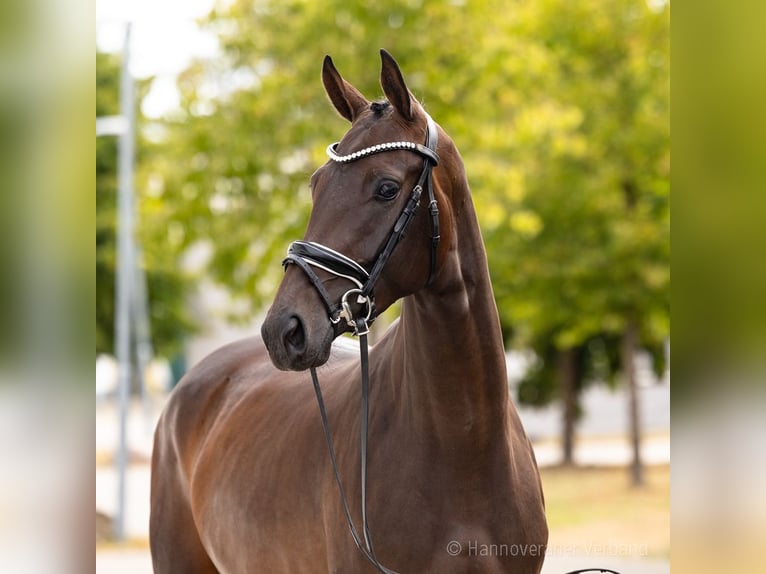 Hanovrien Jument 3 Ans 166 cm Bai brun in Verden