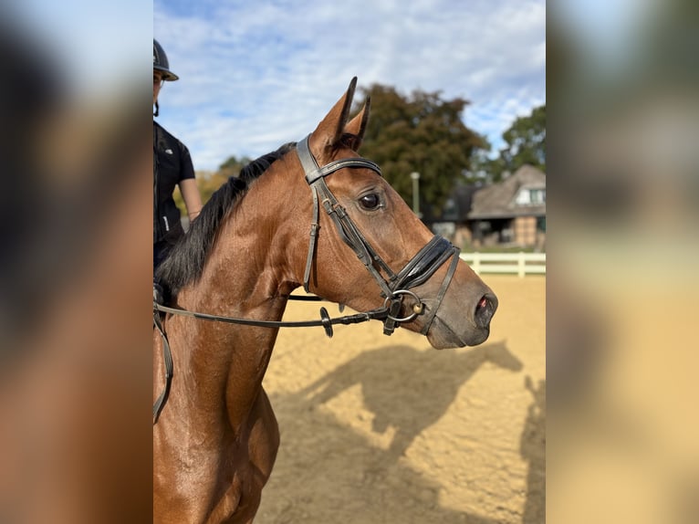 Hanovrien Jument 3 Ans 166 cm Bai in Bremerv&#xF6;rde
