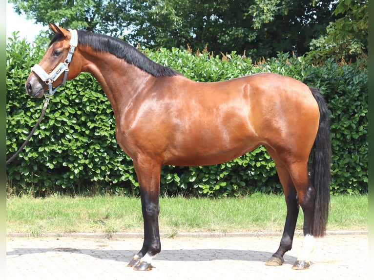 Hanovrien Jument 3 Ans 166 cm Bai in Selsingen