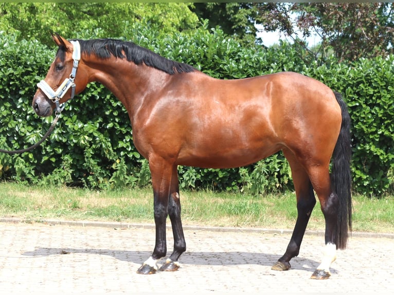 Hanovrien Jument 3 Ans 166 cm Bai in Selsingen
