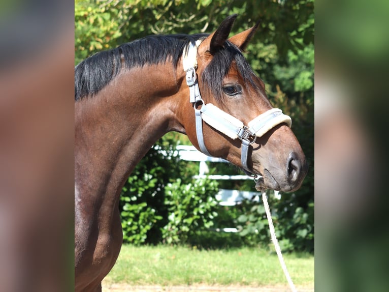 Hanovrien Jument 3 Ans 166 cm Bai in Selsingen