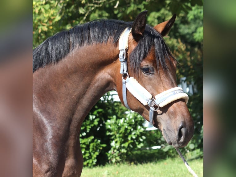 Hanovrien Jument 3 Ans 166 cm Bai in Selsingen