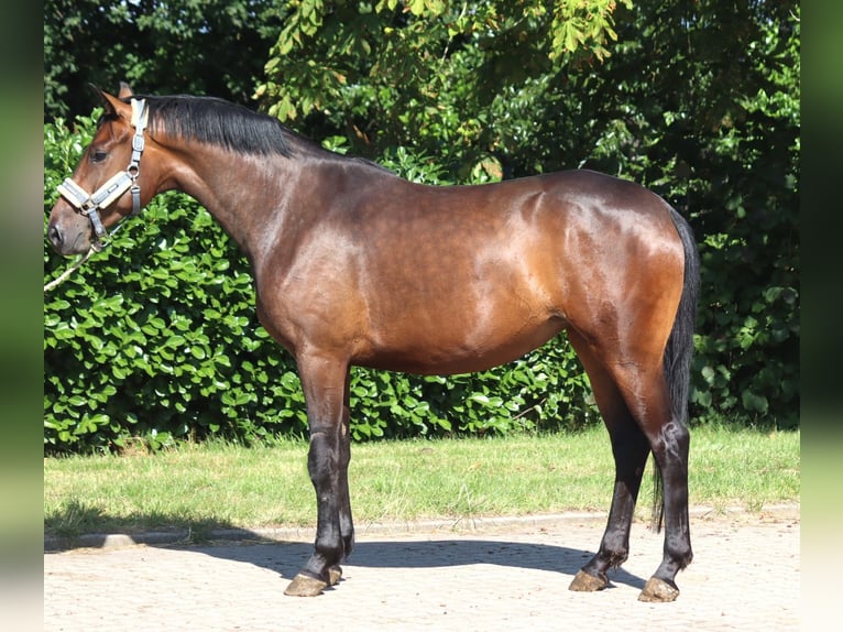 Hanovrien Jument 3 Ans 166 cm Bai in Selsingen