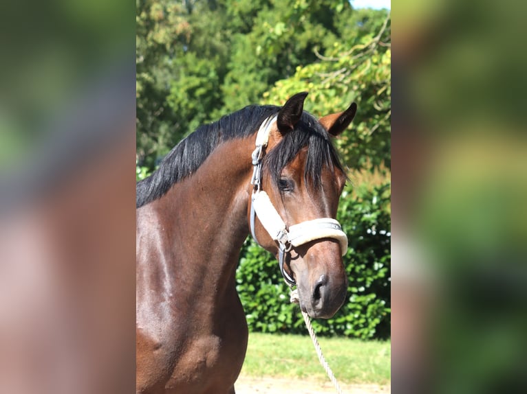 Hanovrien Jument 3 Ans 166 cm Bai in Selsingen