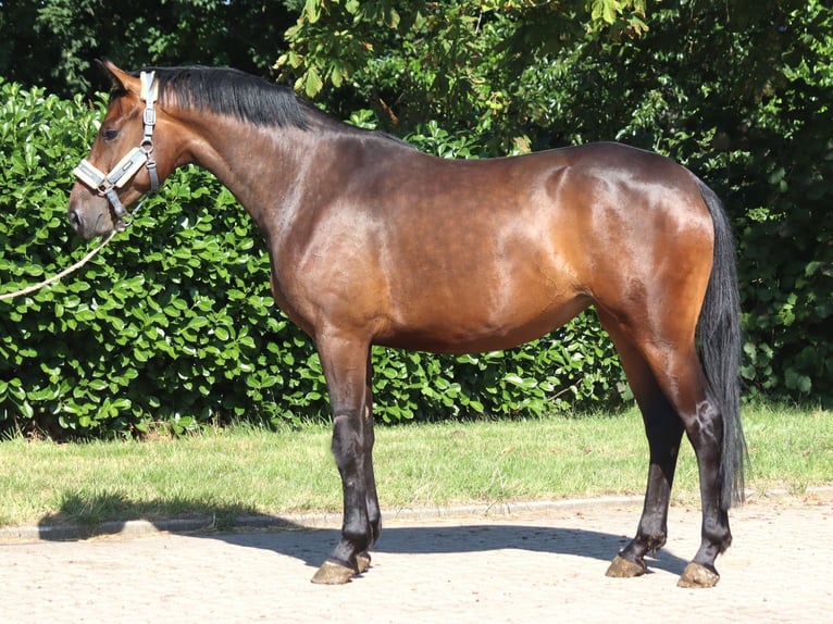 Hanovrien Jument 3 Ans 166 cm Bai in Selsingen