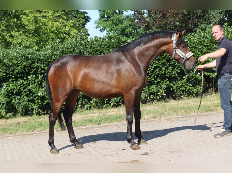 Hanovrien Jument 3 Ans 166 cm Bai in Selsingen