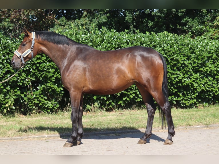 Hanovrien Jument 3 Ans 166 cm Bai in Selsingen