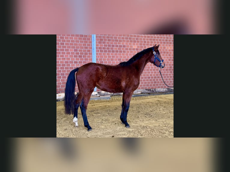 Hanovrien Jument 3 Ans 166 cm Bai in Willich