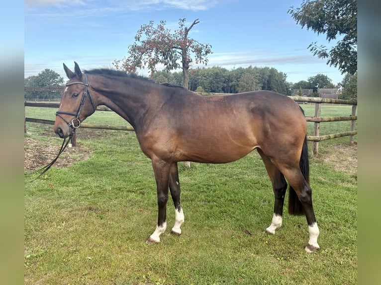Hanovrien Jument 3 Ans 166 cm Bai in Oyten