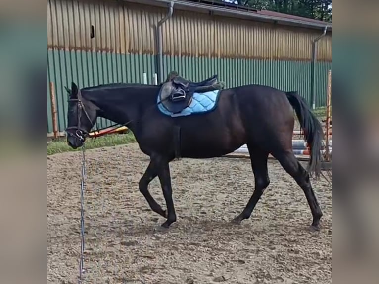 Hanovrien Jument 3 Ans 166 cm Noir in Vollersode
