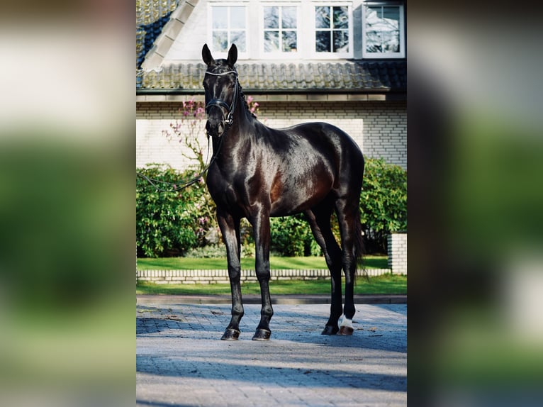 Hanovrien Jument 3 Ans 166 cm Noir in Dorsten