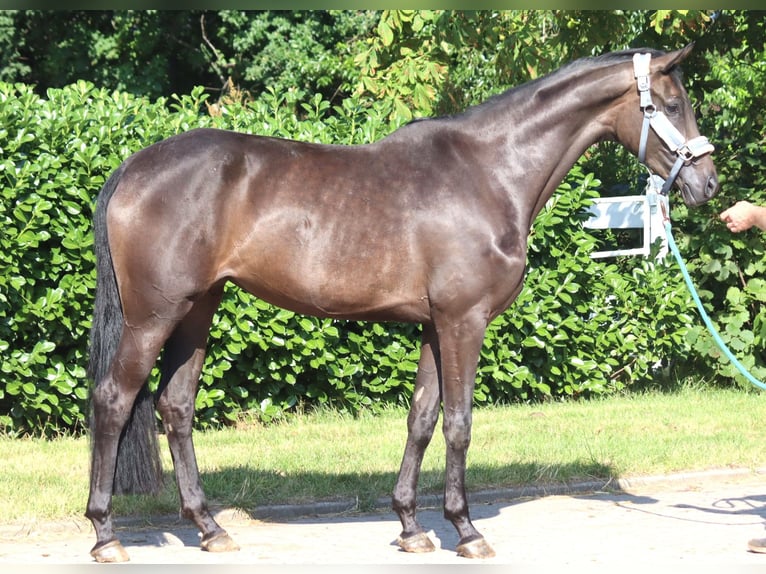Hanovrien Jument 3 Ans 166 cm Noir in Selsingen