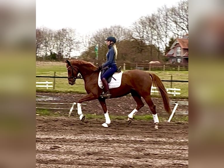 Hanovrien Jument 3 Ans 167 cm Alezan in Kirchlinteln