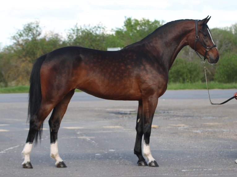 Hanovrien Jument 3 Ans 167 cm Bai in Getreidegasse 11