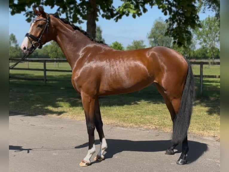 Hanovrien Jument 3 Ans 167 cm Bai in Weyhe
