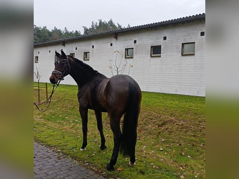 Hanovrien Jument 3 Ans 167 cm Bai in Barenburg