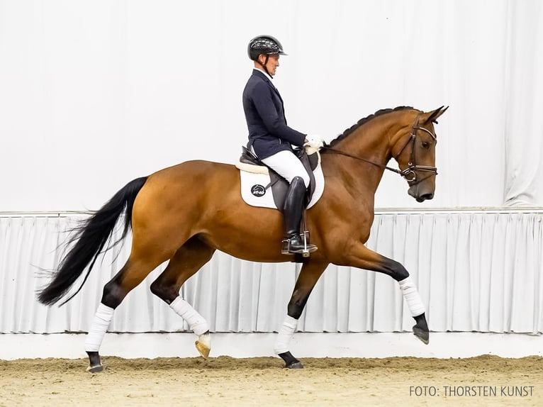 Hanovrien Jument 3 Ans 167 cm Bai in Verden