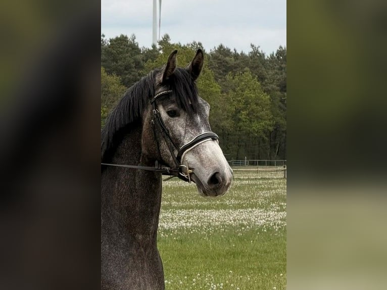 Hanovrien Jument 3 Ans 167 cm Gris noir in Schneverdingen