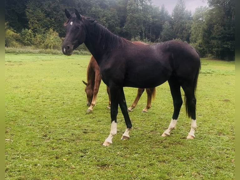 Hanovrien Jument 3 Ans 167 cm Noir in Hasbergen