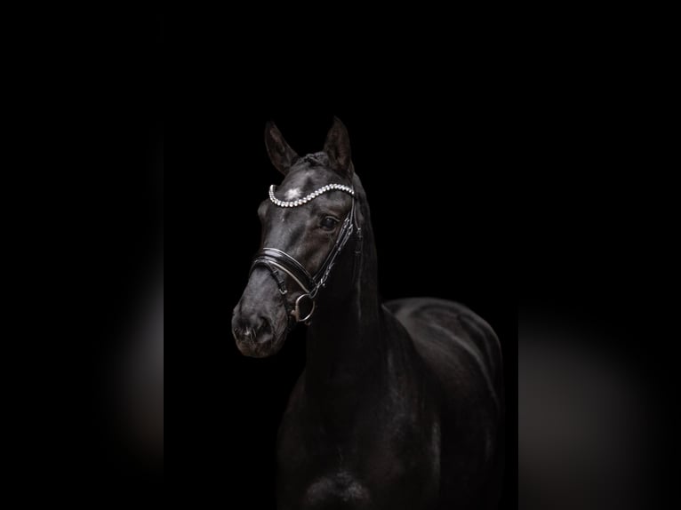 Hanovrien Jument 3 Ans 167 cm Noir in Pleinfeld