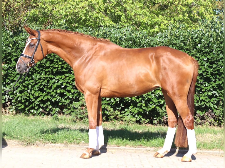 Hanovrien Jument 3 Ans 168 cm Alezan in Selsingen