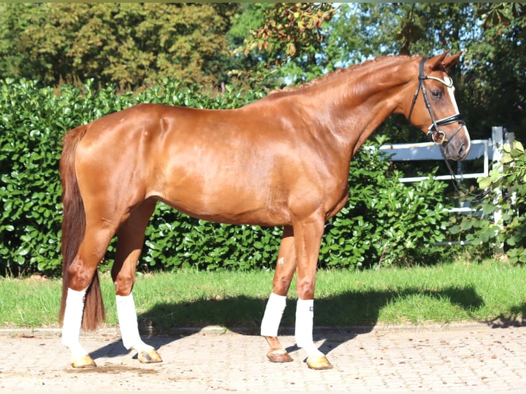 Hanovrien Jument 3 Ans 168 cm Alezan in Selsingen