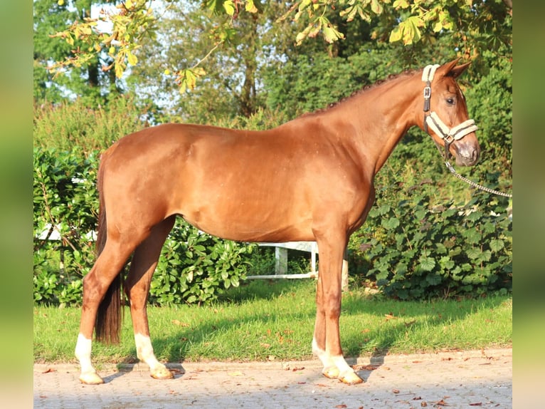 Hanovrien Jument 3 Ans 168 cm Alezan in Selsingen