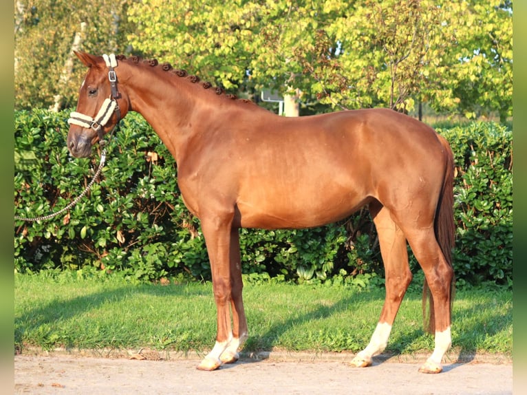 Hanovrien Jument 3 Ans 168 cm Alezan in Selsingen