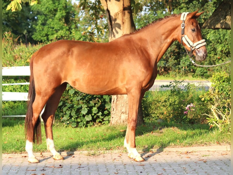 Hanovrien Jument 3 Ans 168 cm Alezan in Selsingen