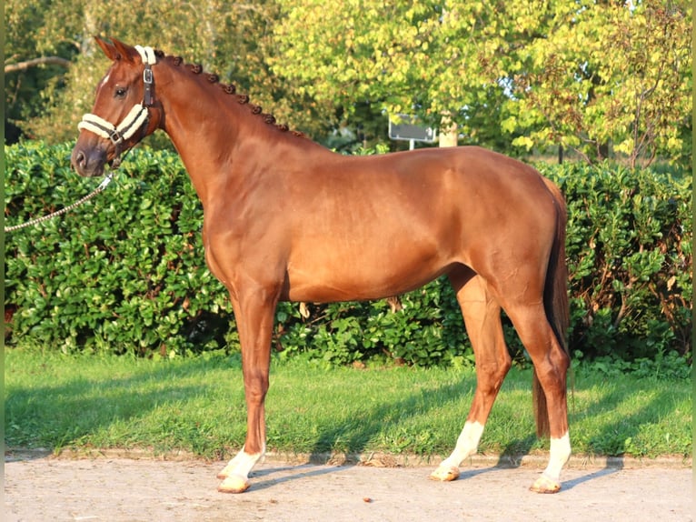 Hanovrien Jument 3 Ans 168 cm Alezan in Selsingen