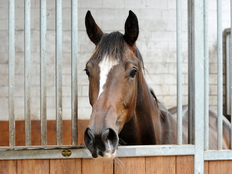 Hanovrien Jument 3 Ans 168 cm Bai brun in Isernhagen