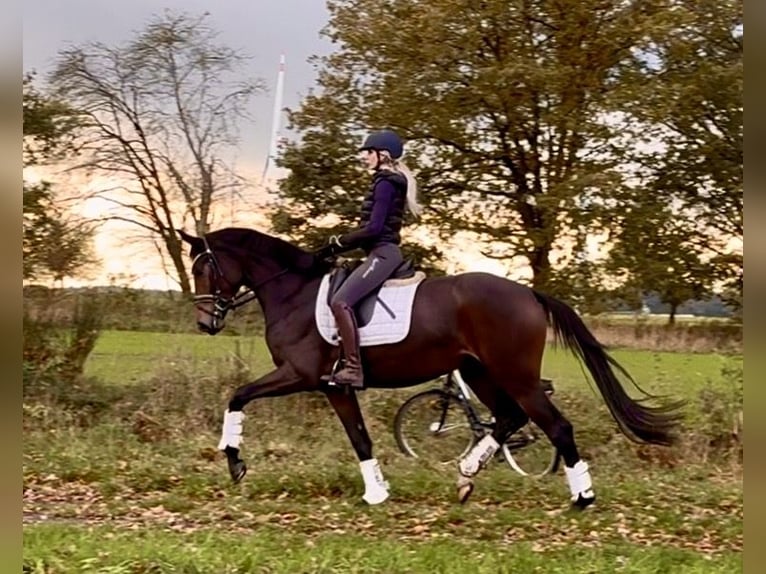 Hanovrien Jument 3 Ans 168 cm Bai brun in Kirchlinteln