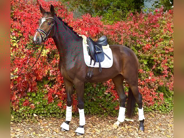 Hanovrien Jument 3 Ans 168 cm Bai brun in Kirchlinteln