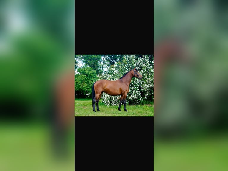 Hanovrien Jument 3 Ans 168 cm Bai in Flatow