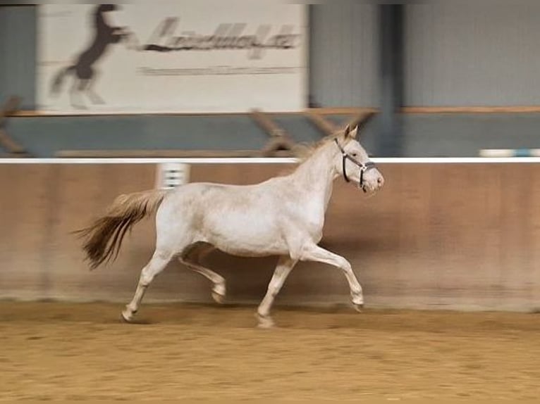 Hanovrien Jument 3 Ans 168 cm in Hamersen