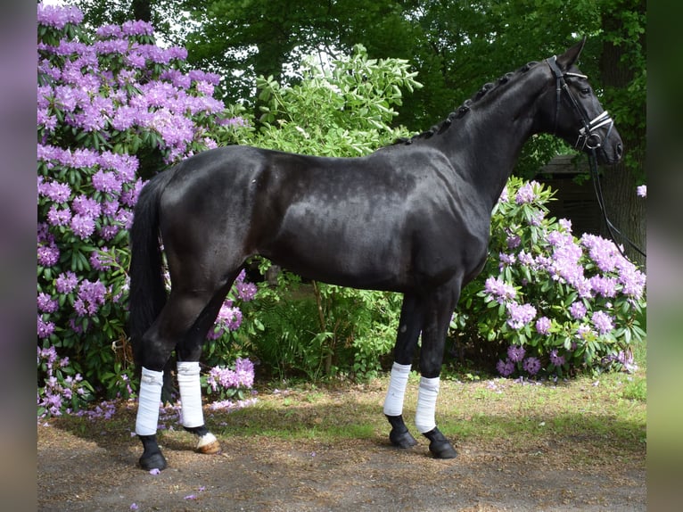 Hanovrien Jument 3 Ans 168 cm Noir in Fredenbeck