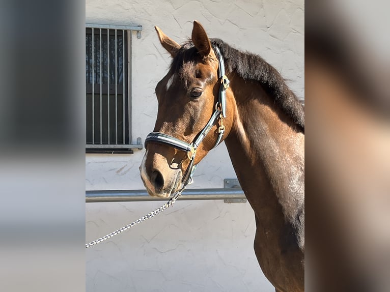 Hanovrien Jument 3 Ans 169 cm Alezan brûlé in Schonach im SchwarzwaldSchonach