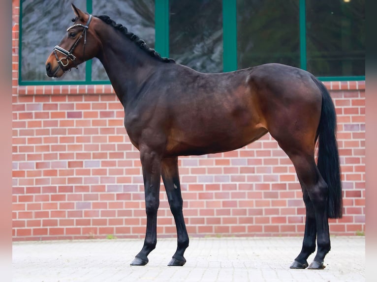 Hanovrien Jument 3 Ans 169 cm Bai brun in Gersten